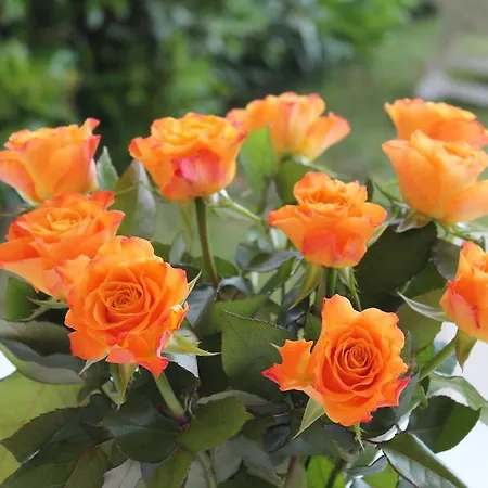 普莱恩多奥酒店